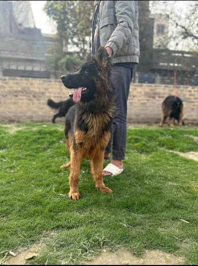german shepherd long coat female show quality