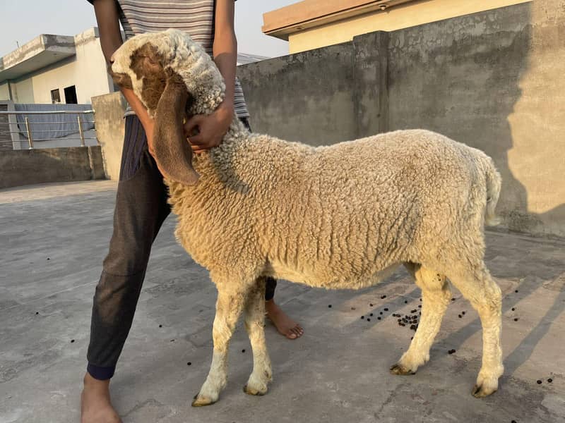 Desi Chatra 5