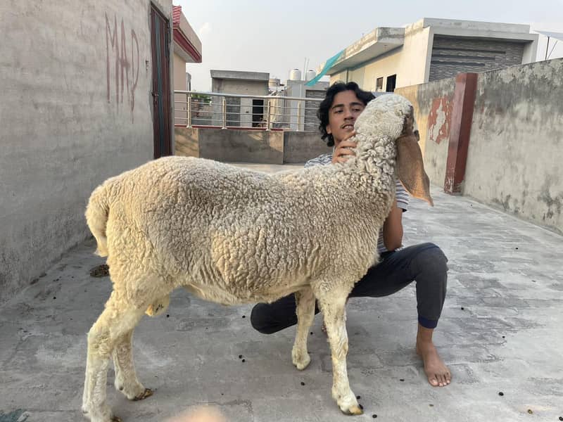 Desi Chatra 6