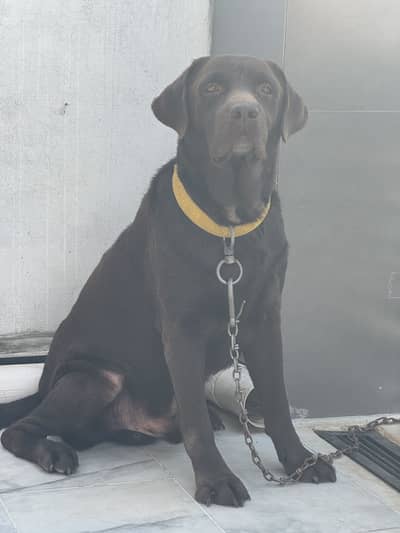 Chocolate Labrador pedigree 4.5yrs