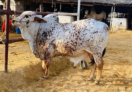 Qurbani 2026