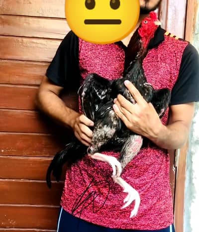 aseel phata price final ha (03136417097)