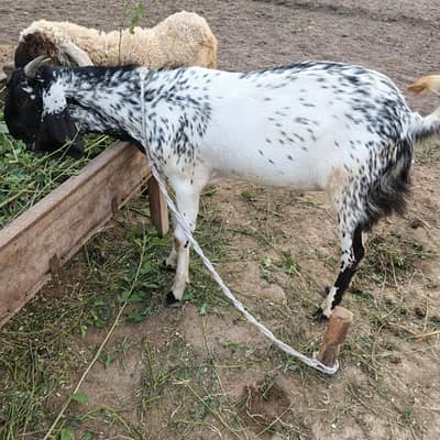 baqra sale for Eid ul azhaa
