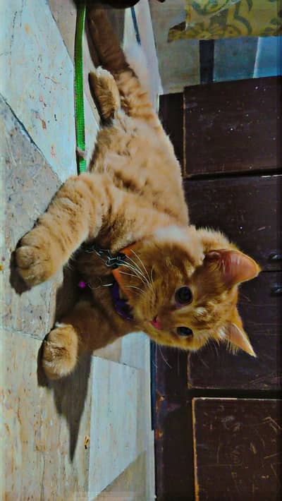KITTEN