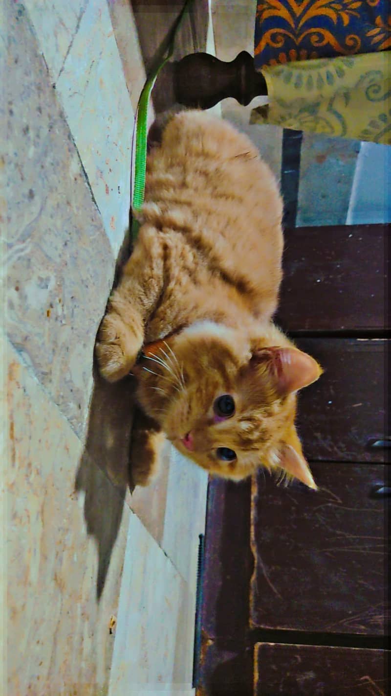 KITTEN 1