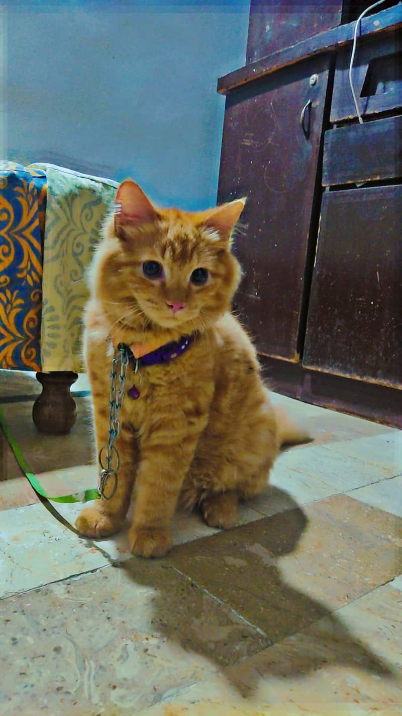 KITTEN 2