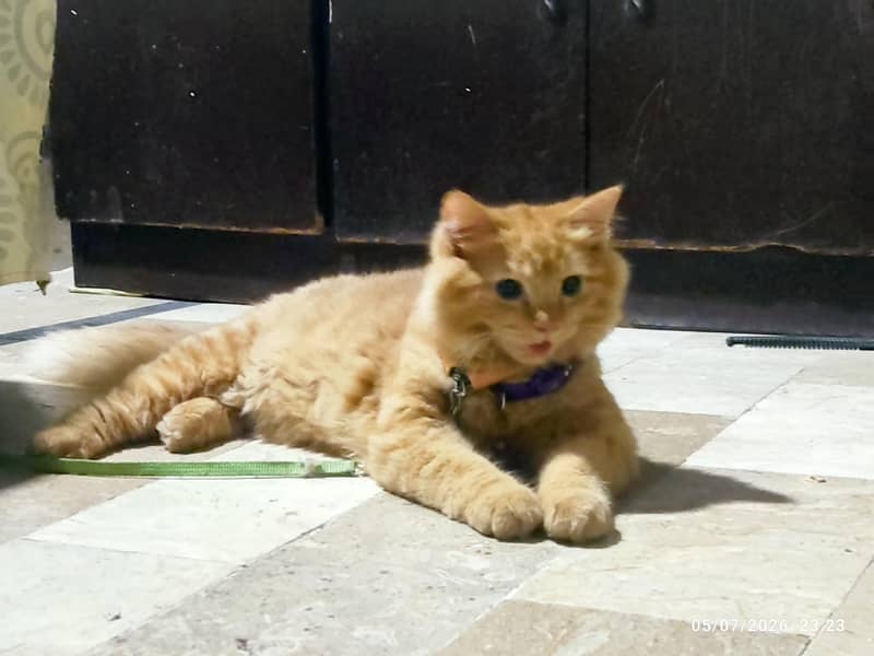 KITTEN 4