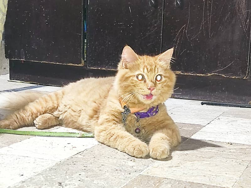 KITTEN 6