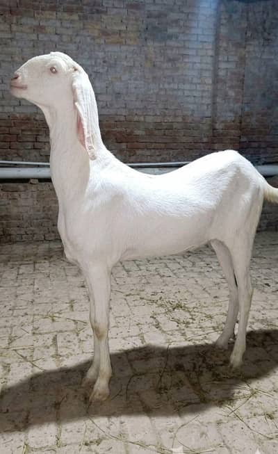 گلابی نسل کا نر بکرا سفید رنگ دستیاب ہے۔