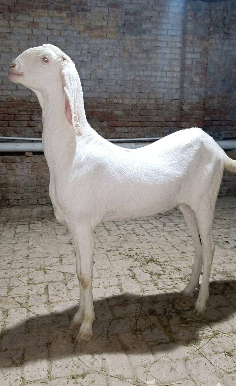 گلابی نسل کا نر بکرا سفید رنگ دستیاب ہے۔ 0