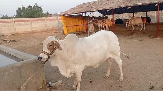 2026 qurbani