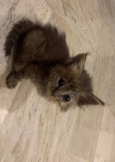 Persian kitten