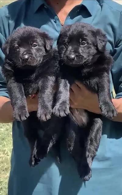jermon shahpard puppy 03007291349