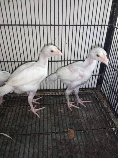 pepper white heera aseel