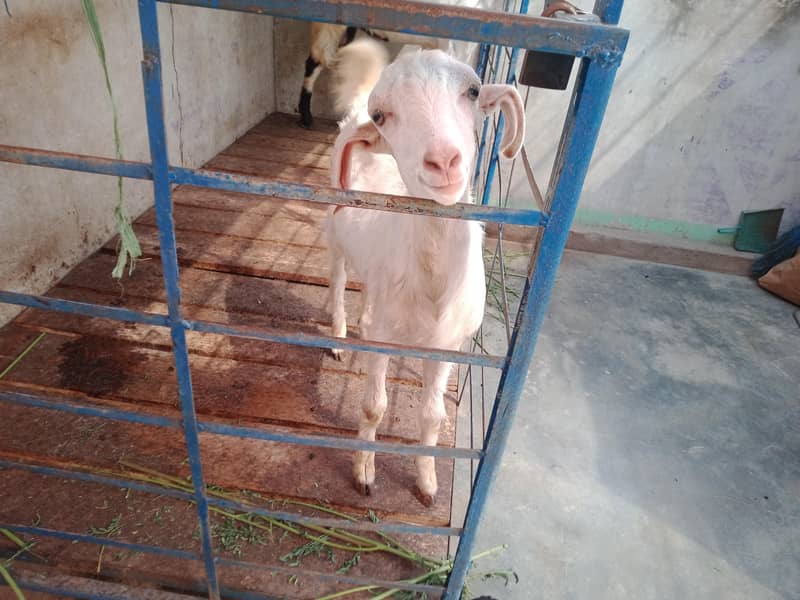 Tapra 1