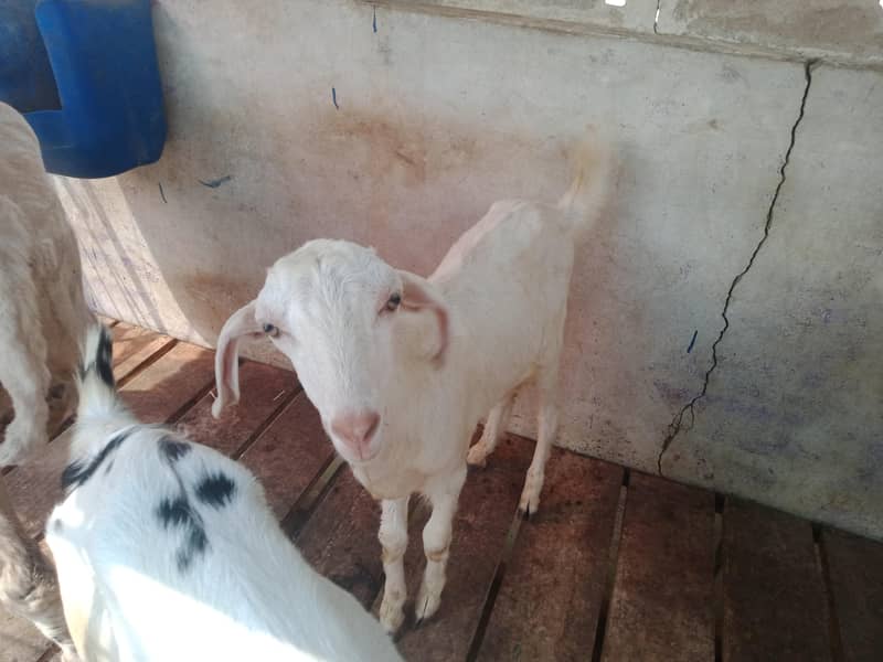 Tapra 2