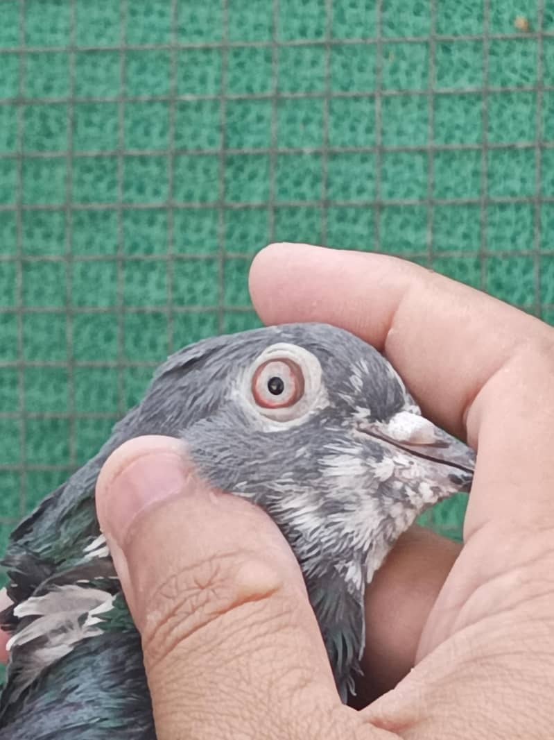 pigeons 0