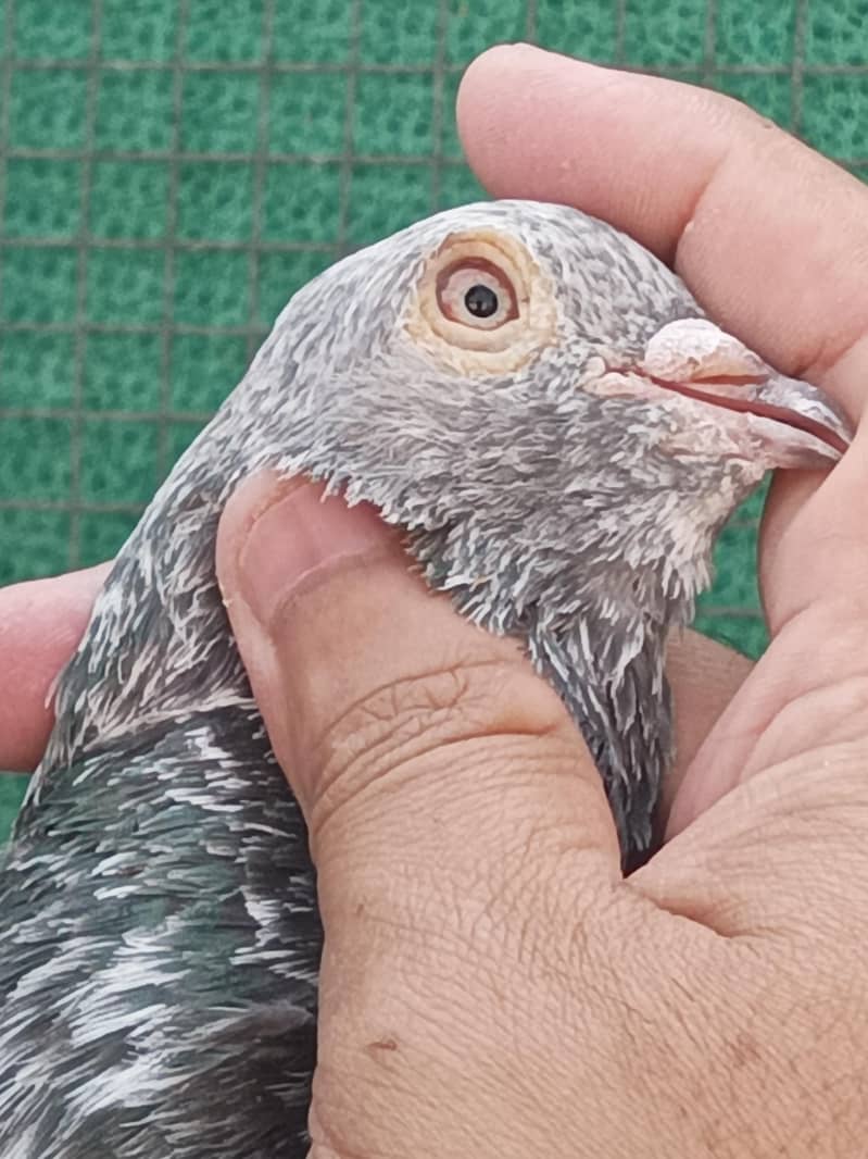 pigeons 1