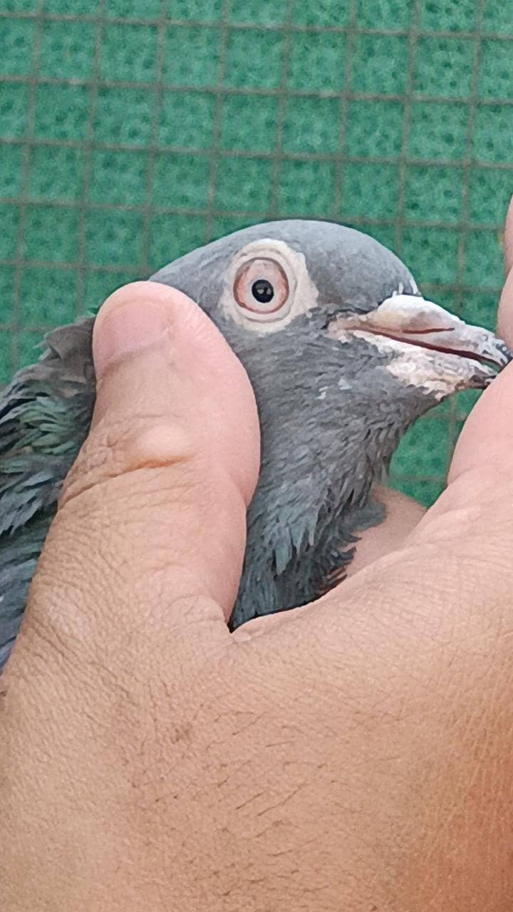 pigeons 2