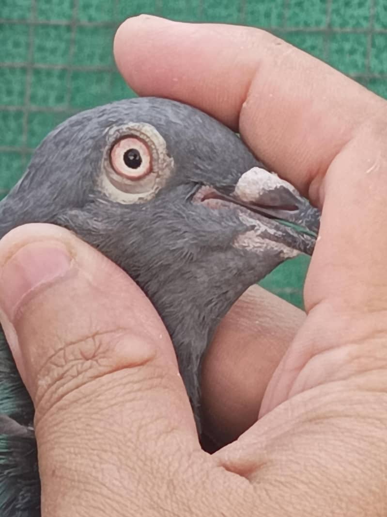 pigeons 3