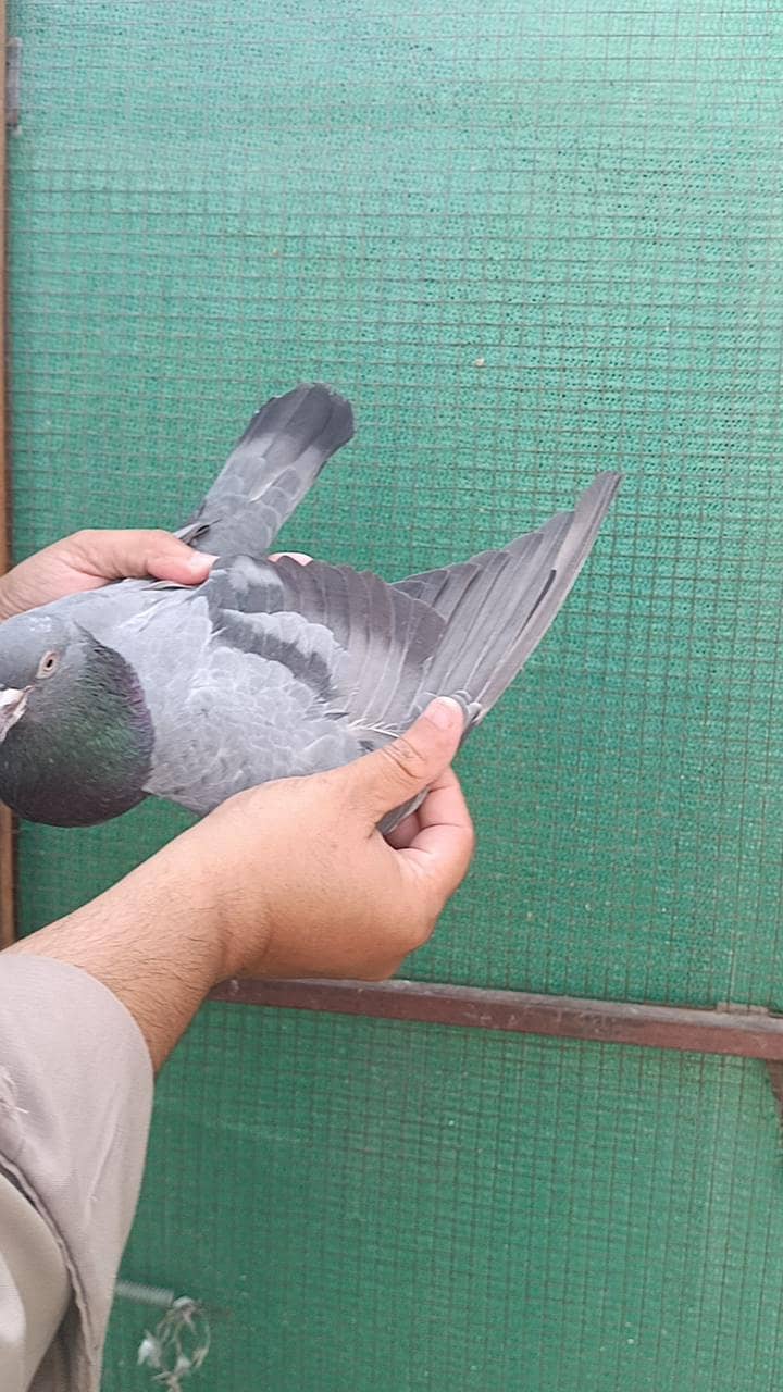 pigeons 4