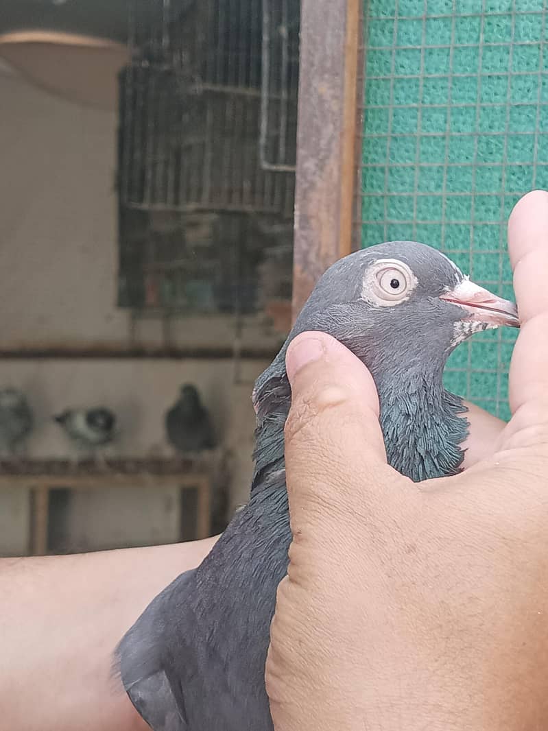pigeons 5