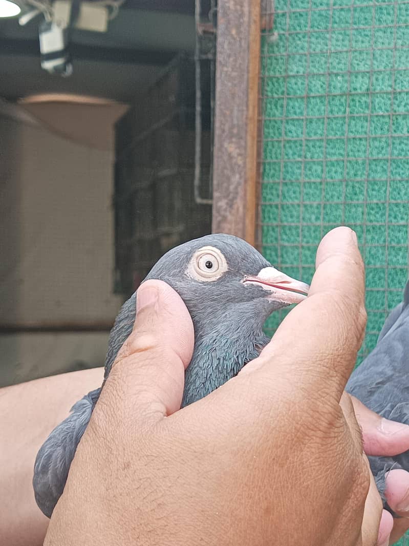 pigeons 6