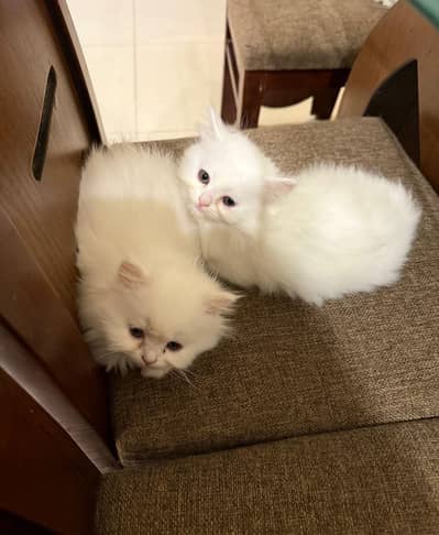 Persian kittens