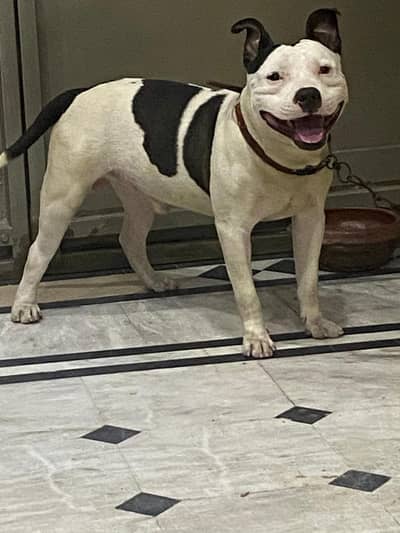 Male Pitbull 11 Months Old