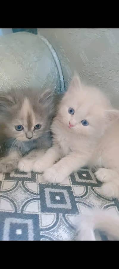 Persian cats available fluffy triple cotted
