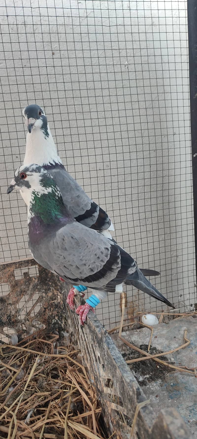 qasid 0