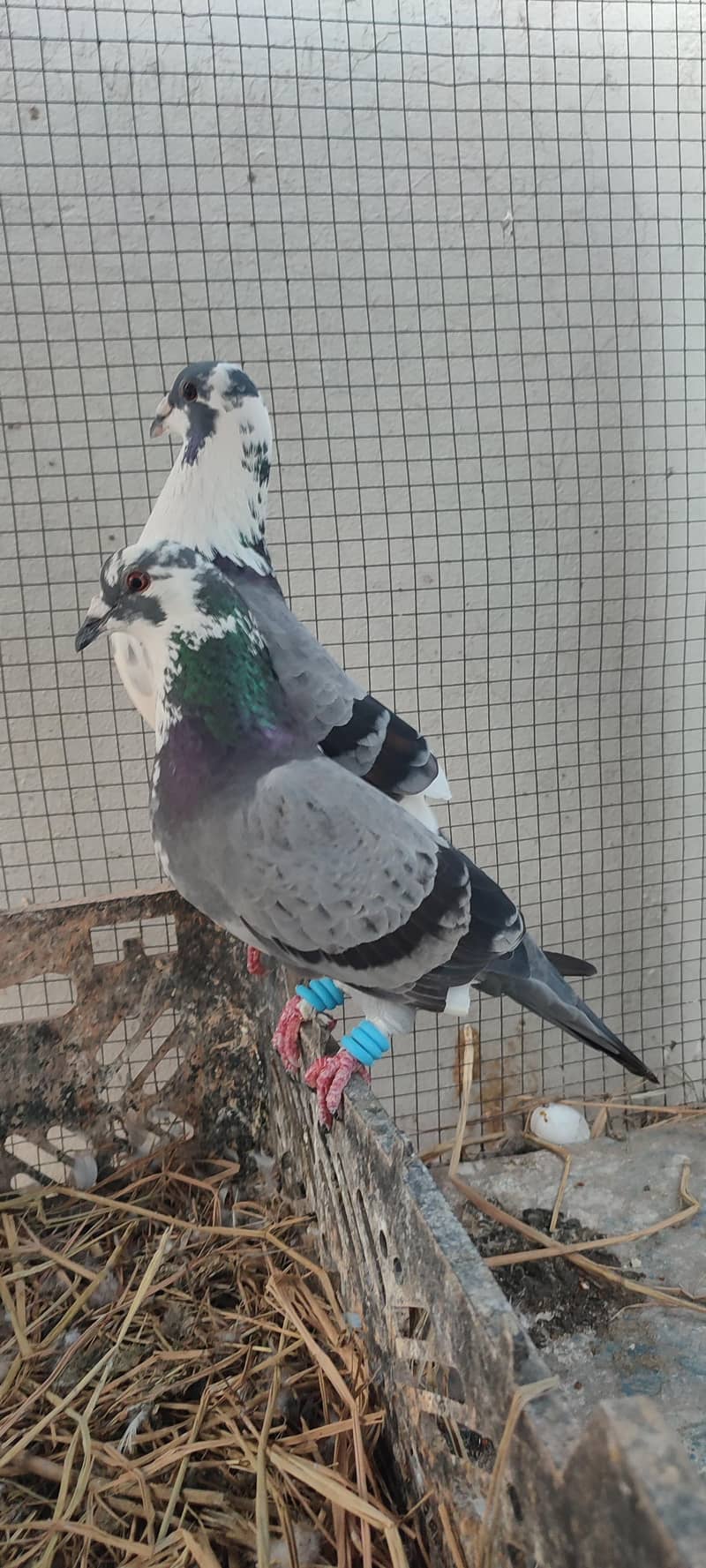 qasid 1