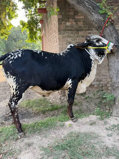 Donda janwar weight 160kg plus