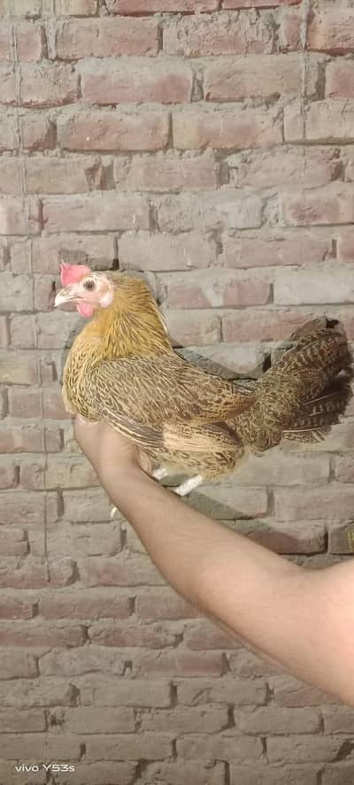 Golden Misri hens   Desi hens