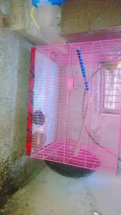 Rozikoli Wala pair full breeder pink cage new