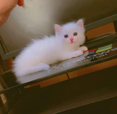 Parsion Cats
