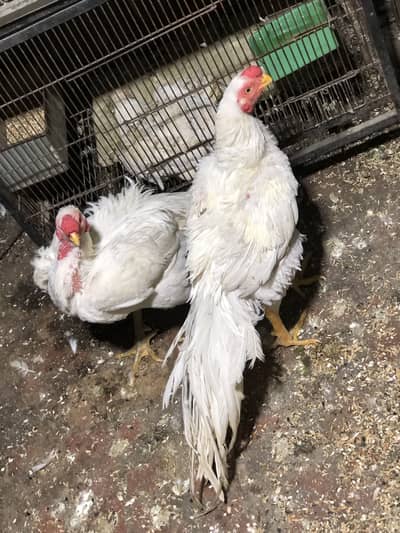 Indion parrot beak breedar male for sale