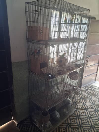 Love Birds Setup for Sale