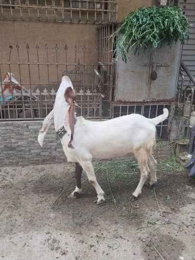 goat is available for sale
