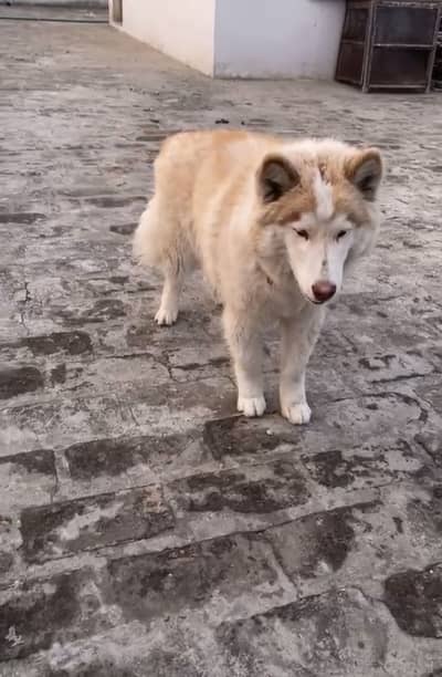 Wooly Long Coat Siberian Husky Female for sale.