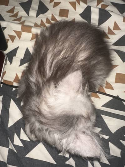 Pure persian