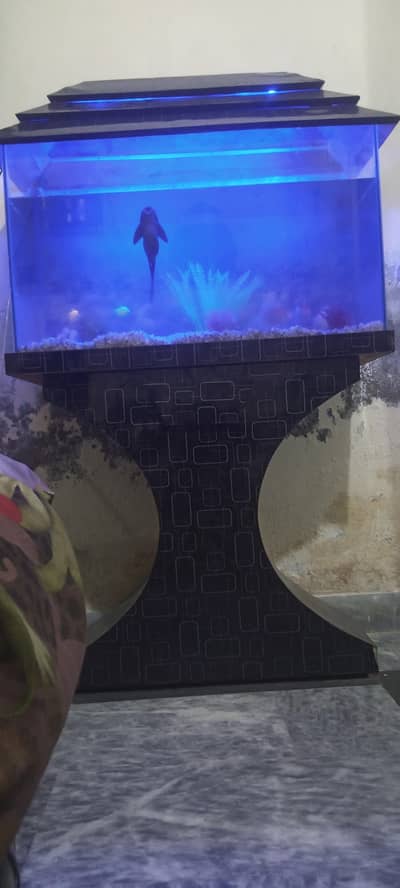 Big size aquarium for fishes