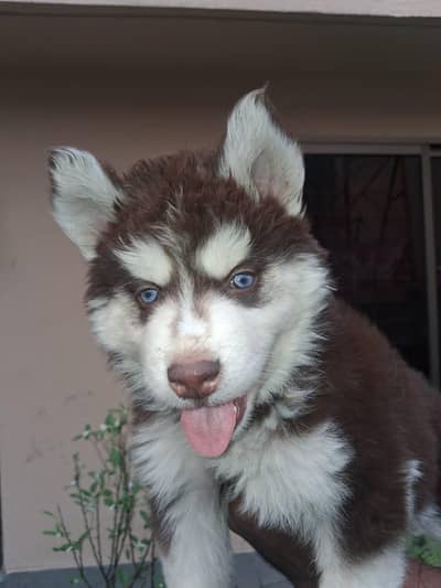 Siberian Husky | Female Puppy