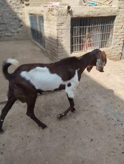 Bakra For sale