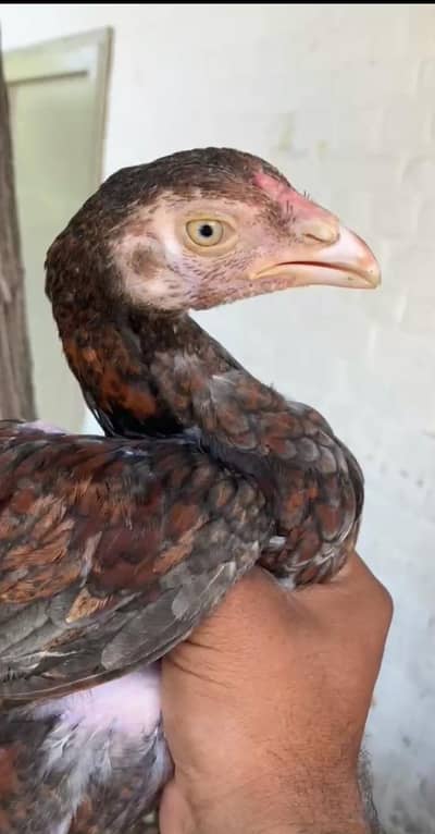 parmoz hight Quality chick avalible han