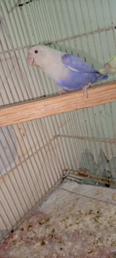 love birds price for sale
