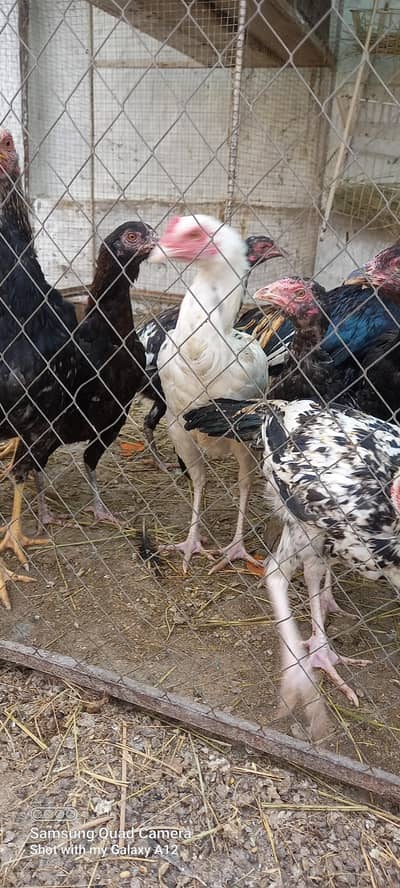 aseel chick's black and white aseel