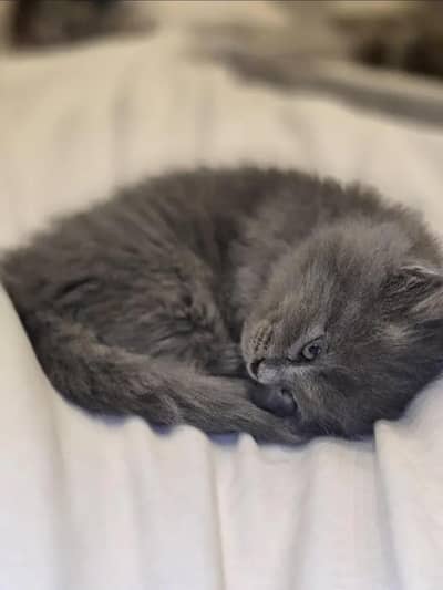 Persian cats