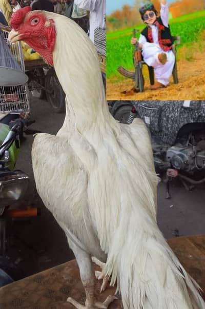 young Aseel Heera for Sell  (Burmi Cross)