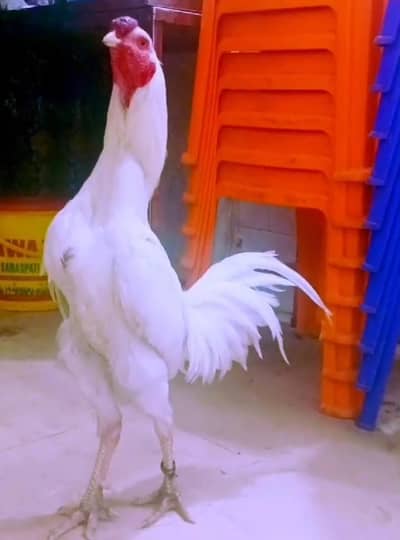 young Aseel Heera for Sell  (Burmi Cross)